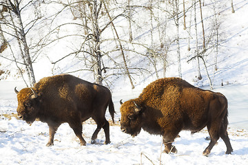 Image showing two bisons 