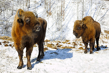 Image showing winter bison