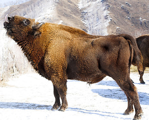 Image showing winter bison