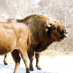 Image showing winter bison