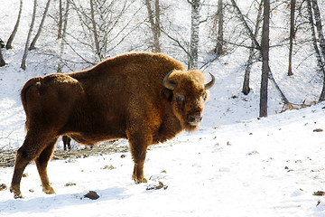 Image showing wild bison