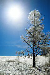 Image showing winter larch