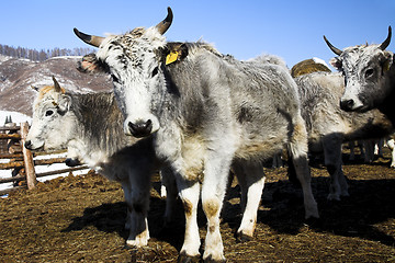 Image showing grey cows