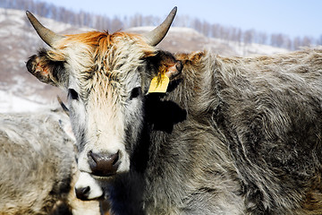 Image showing grey cows 