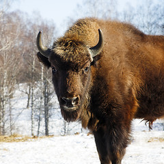 Image showing wild bison