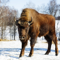 Image showing wild bison