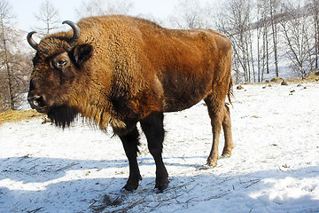 Image showing wild bison