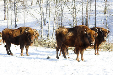 Image showing wild bisons