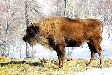 Image showing wild bison