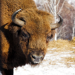 Image showing wild bison