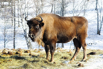 Image showing wild bison