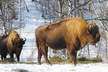 Image showing wild bisons