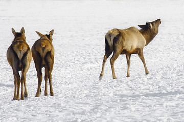 Image showing Siberian deer