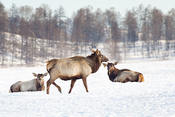 Image showing Siberian deer