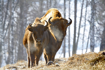 Image showing winter bison