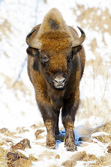 Image showing wild bison