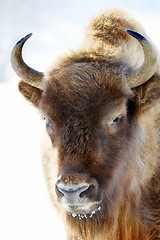 Image showing wild bison