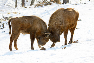 Image showing bison battle