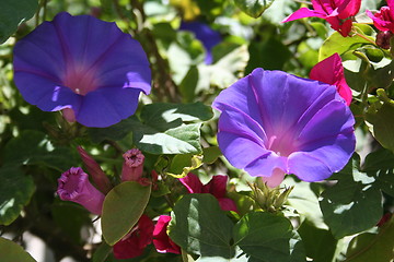 Image showing Lovely flowers in blue