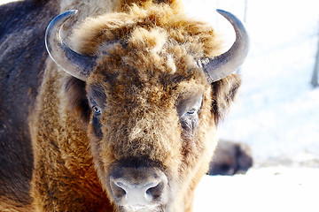 Image showing wild bison