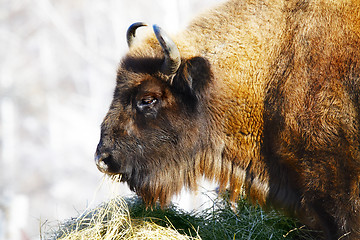 Image showing wild bison