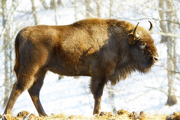 Image showing wild bison