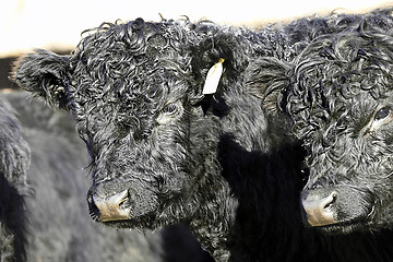Image showing bull calf