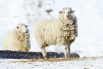 Image showing sheeps