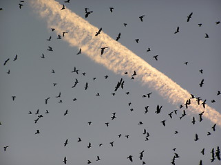 Image showing Crows in sky