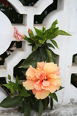 Image showing Hibiscus in orange