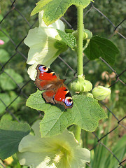 Image showing butterfly