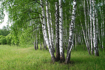 Image showing birch trees