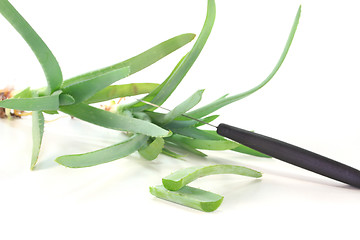 Image showing Aloe Vera