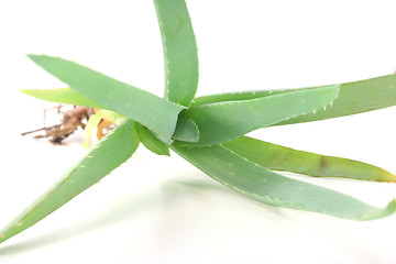 Image showing Aloe Vera