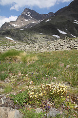 Image showing Italian Alps