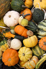 Image showing Squash varieties