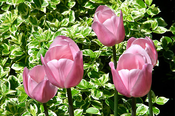 Image showing 5 pink tulips