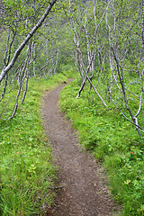 Image showing Forest in Iceland