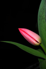 Image showing pink tulip bud