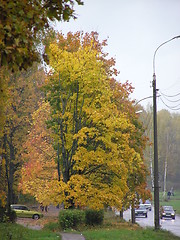 Image showing Yellow tree