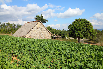 Image showing Tobacco field