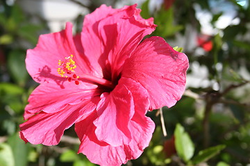 Image showing Lovely kind of hibiscus