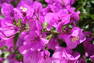 Image showing Wonderful lilac bougainvillea