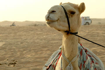 Image showing Happy camel