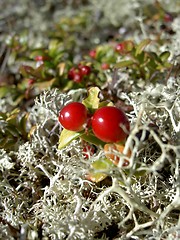 Image showing red whortleberry