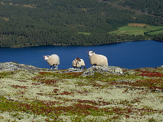 Image showing three sheep