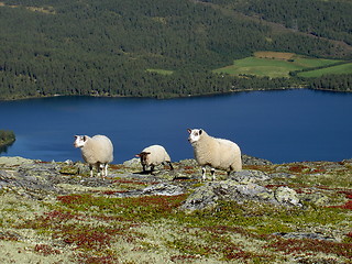 Image showing three sheep