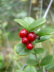 Image showing red whortleberry