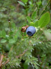 Image showing single blueberry