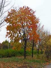 Image showing Tree in red